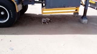 WOW, This Dog is Really Looking Cute and Funny Dog