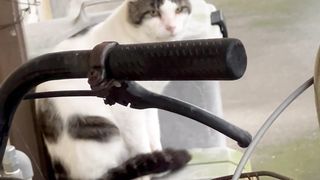 Funny cat 103