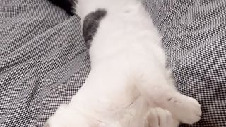Cat sleeping 6