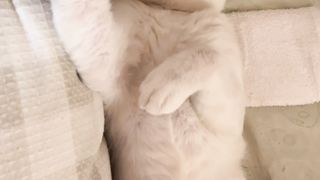 Funny cat 104