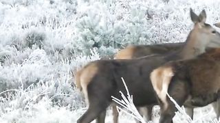Deer, majestic creatures found in various parts of the world