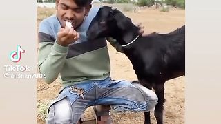 Goat shocking news