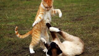 cat playin with artificial bhalu