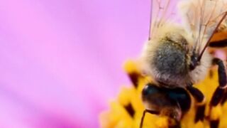The secret life of bee