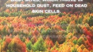 Human skin