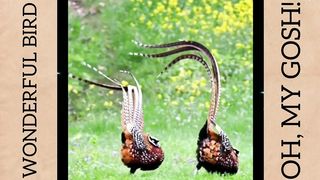 WONDERFUL BIRD