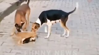 funny animals love fun
