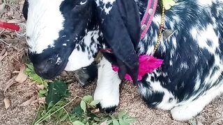 GOAT for Qubani May Allah Blessed and Accepted This❤