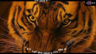 Não brinca com esse tigre ele não é seu amigo as aventuras de pi
