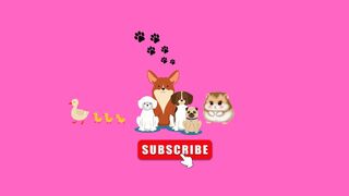 Furry Pets