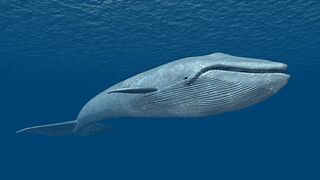 whale vs bird