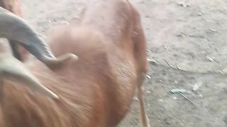 Élevage de mouton