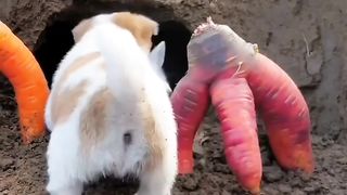 cute puppy & baby Rabbit