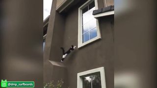 ???? Awesome Funny ???? Dogs And Cats ???? - Funniest And Cute Pet Videos