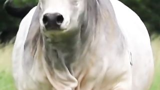 Cow y