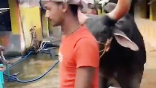 Cow mandi ...