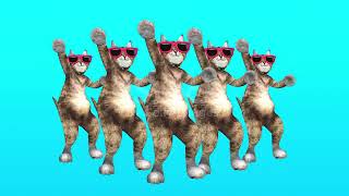 dancing cats