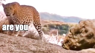 Most funny Animal videos of 2023