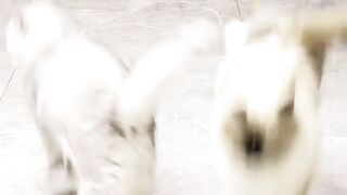 cat play