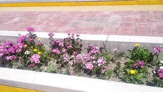 Village garden