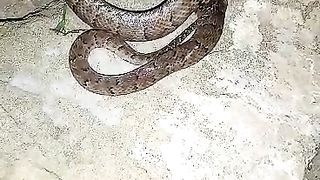 Snake ???? 2