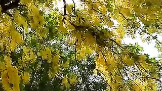 Amaltas plant