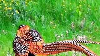 Amazing BIRTS ????