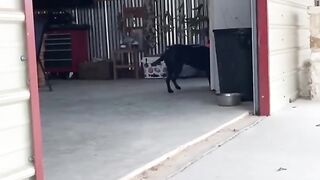 Ultimate Funny Dogs Compilation! ???? Most Viral DOGS on the internet! ???? 6