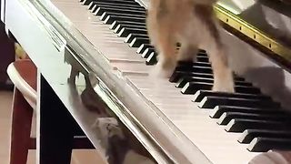 Cat funny moments 3