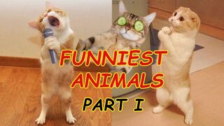 Funniest Animals - Best Of The Funny Animal Videos - Part I