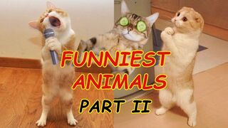 Funniest Animals - Best Of The Funny Animal Videos - Part II