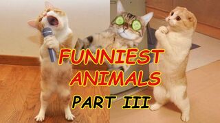 Funniest Animals - Best Of The Funny Animal Videos - Part III