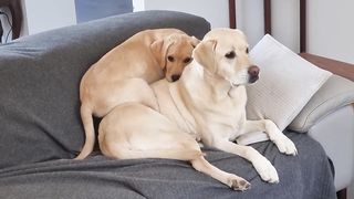 Chloe wants a Morning Cuddle with Abbi