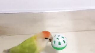 Lovebird 3