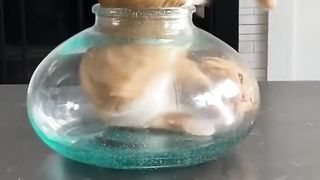 If i fit cat
