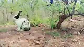 THE BEST WAY TO CATCH A RABBIT