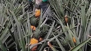 Pineapple 3