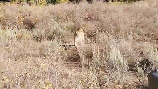 Mountain Lion stalks elk hunter in Idaho. Saved by Glock27 warning shots.