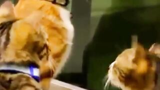Amusing moments with pets