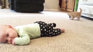 Funny Cats