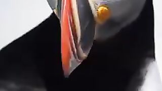 Amazing birds 3