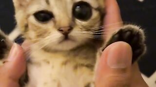 cute cat 15