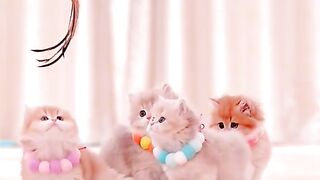 cute cat 16