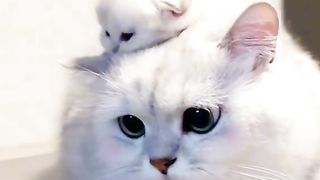 cute cat 17