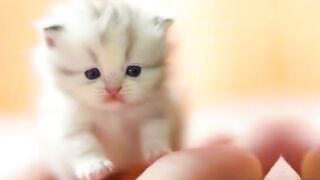 cute cat 18