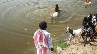 Bakra eid _ bakra videos 2