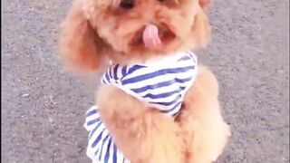 Beautiful Dog Dance ????#dog #animals