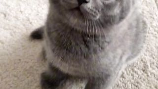 cute cat 19