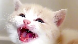 cute cat 21