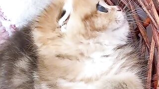 cute cat 22
